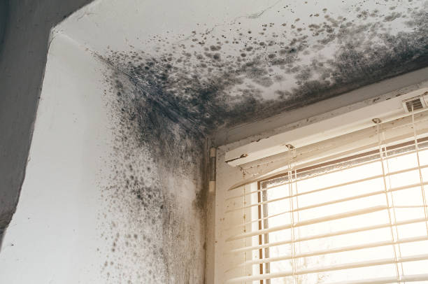 Affordable Mold Cleanup solutions in Thomasville, NC